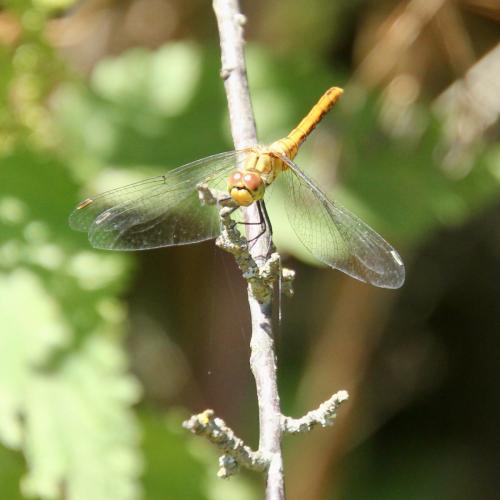 Sympetrum sp.